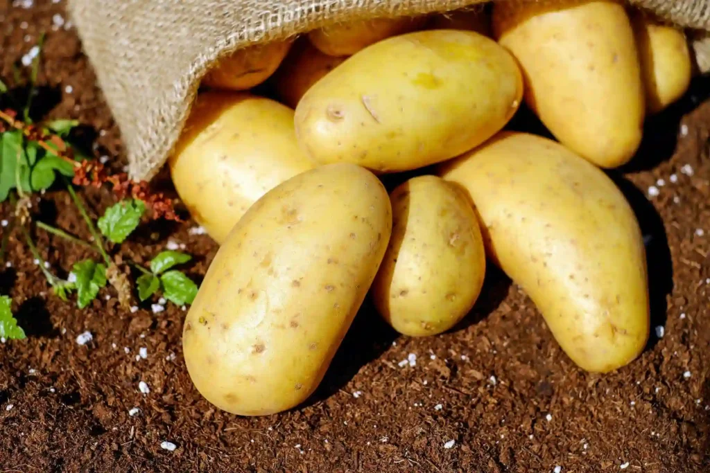 Sagra della Patata del Fucino 2025 a Barisciano