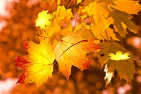 Festa dell’Autunno Novembre 2026 ad Amatrice