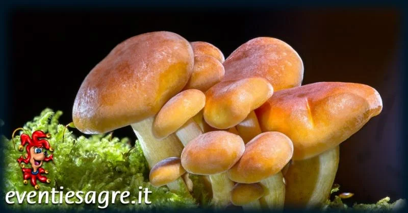 Mercati Settimanali a Sesto San Giovanni 2026
