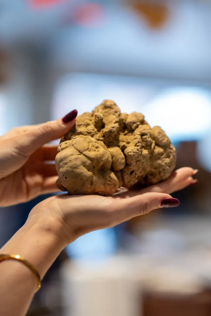 Fiera Tartufo Bianco d’Alba 2026 – Piemonte