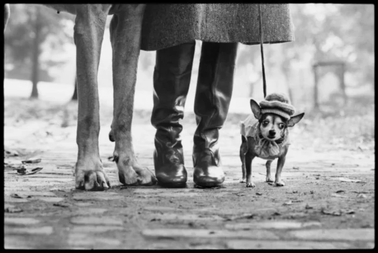 Mostra Elliott Erwitt a Bologna 2026-2027