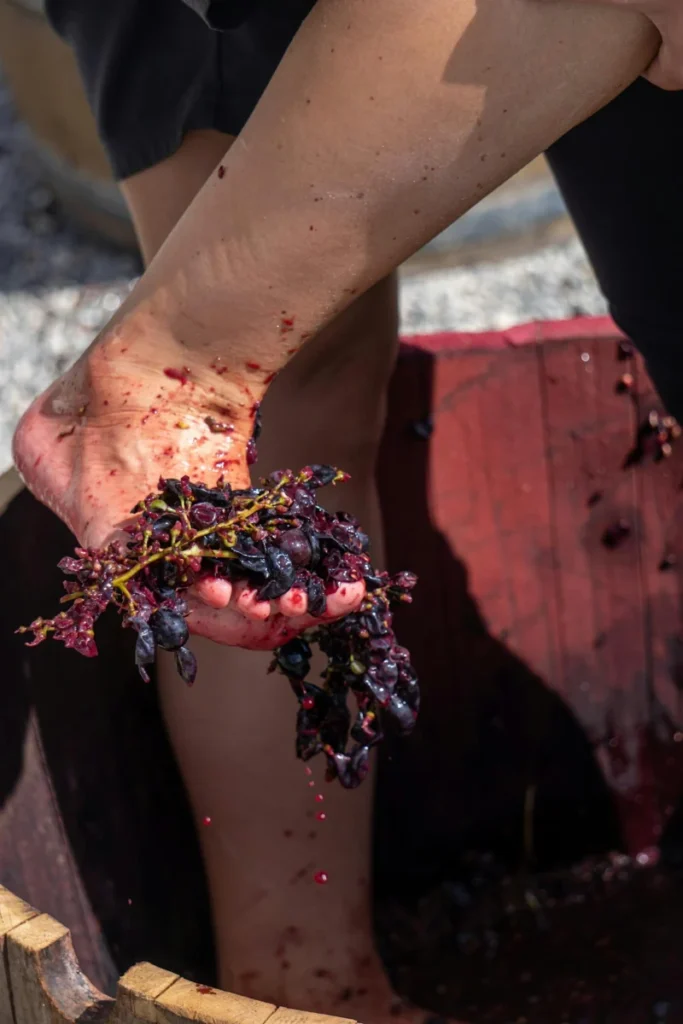 Vendemmia 2026 in famiglia a Montu’ Beccaria