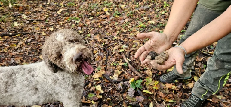 Truffle Week Sarsina 2026: celebrazione del tartufo